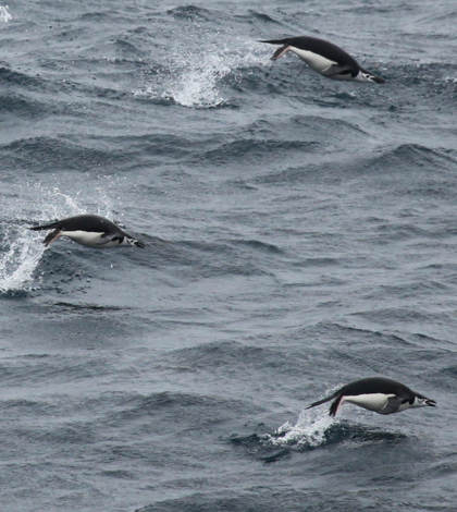 orcas_penguins.jpg