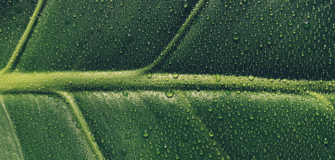 Dew drops on a large green leaf.
